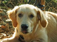 Sammy (Golden retriever)