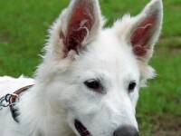 Sjuul (Zwiterse herder)