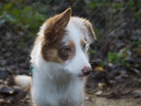 Sky (Border collie)