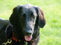 Soof (Flatcoated retriever)