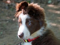 Tjarly (Border collie)
