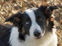 Vivo (Border collie)