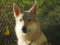 Waya (Tsjechoslowaakse wolfhond)