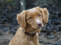 Yuki (Nova scotia duck tolling retriever)