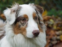 Yuna (Australian shepherd )
