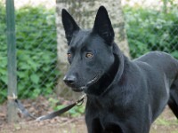 Zelda (Mechelse herder)