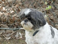 Zoë (Shih tzu)